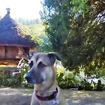 Teixo * Vega de Logares